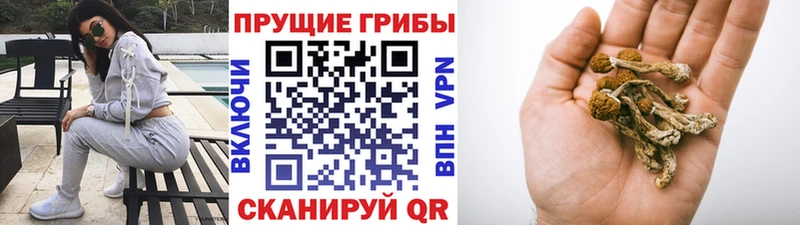 Галлюциногенные грибы мицелий Судогда